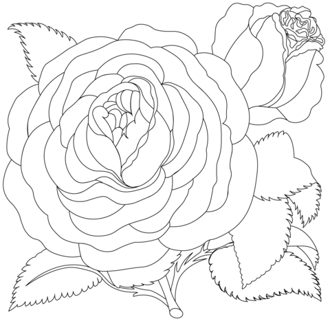 Vintage Rose Coloring Page